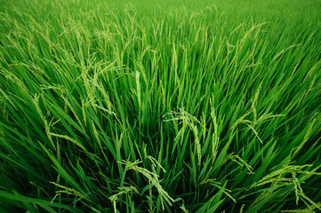 rice field