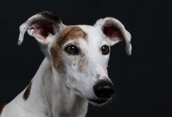 Windhundportrait im Studio