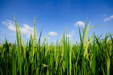 rice field on blue sky