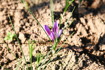saffron flowers and pistils