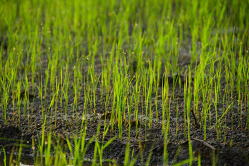 rice seedlings