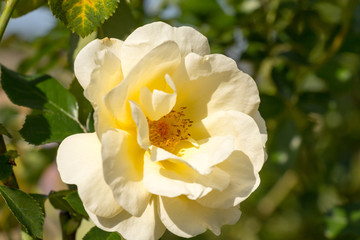 rose / Rose of autumn bloom