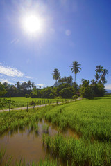 Morning sunlight in a green paddy field .