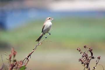 Shrike