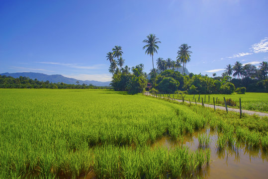 Morning sunlight in a green paddy field .