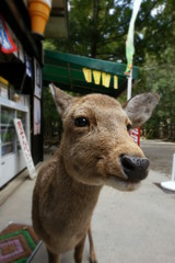 奈良公園　鹿