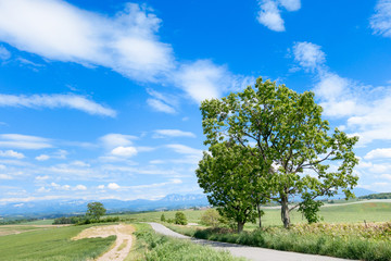 セブンスターの木 / 北海道 美瑛町