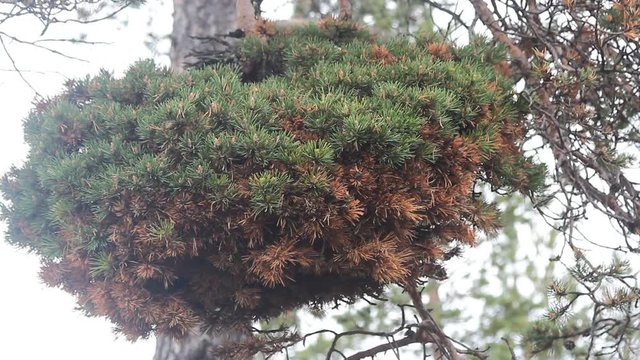 Pathobiology, dendrology. Huge witch-brooms disease on pine tree - result of hitting tree rust fungus or Phytoplasma. myth - witches spoil gardens, weaving brooms
