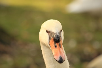 Obraz premium White Swan