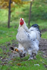 weißer Brahma Hahn stolziert