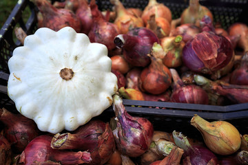 The seasonal harvest of vegetables zucchini, squash, onions in the basket in the garden close-up