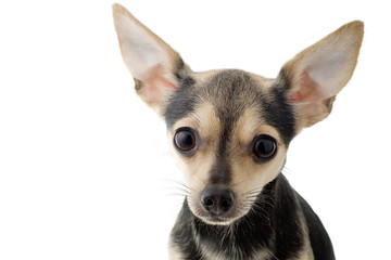 A dog of toy terrier on white background isolated