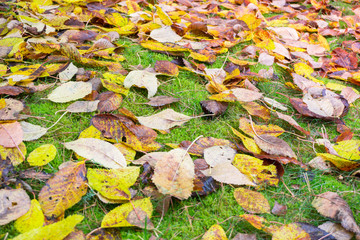 Colorful autumn leaves on the green grass during the fall in october