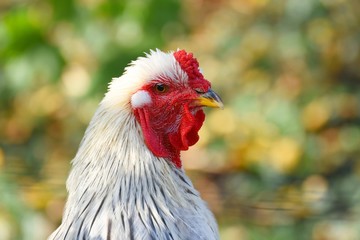 Portrait eines Brahma Hahnes