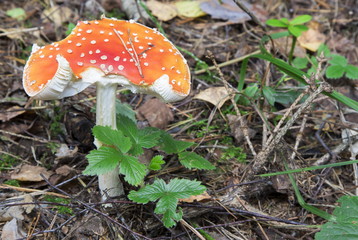 Mushrooms in the wood