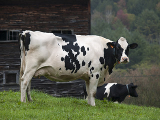 Holstein Cow in Tunbridge, Vermont