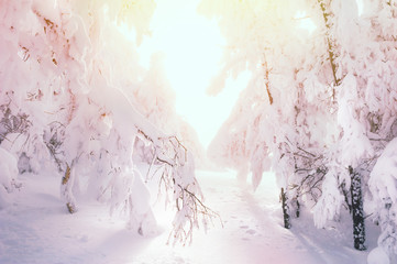 Snow-covered trees in the forest at sunset