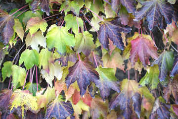leaves
