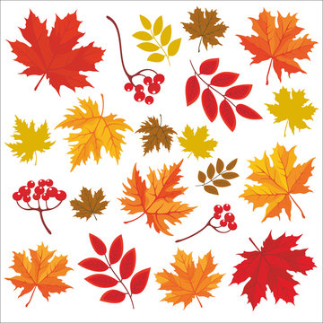 Isolated colored autumn leaves. Vector set of hand drawn llustrations on white background.
