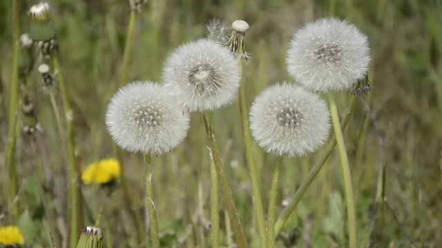 Taraxacum officinale Common dandelion Tarassaco Paardenbloem Mniszek pospolity video Voikukka Soffione Pampeli&scaron;ka l&eacute;kařsk&aacute; Piscialletto 西洋蒲公英 שינן רפואי