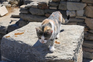 Petit chat errant sur une petite île des Cyclades