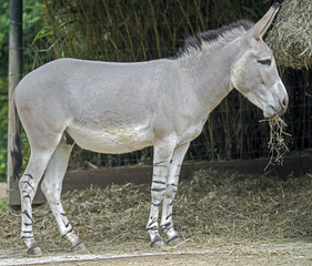 African wild ass. Latin name - Equus africanus