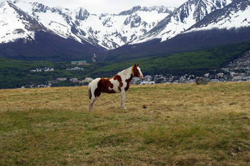 Fototapeta na wymiar Cheval pie devant la Cordillère des Andes
