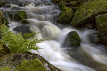 Fast-flowing water, picturesque  blurred shapes of the water movement. Ferns growing on mossy rocks .