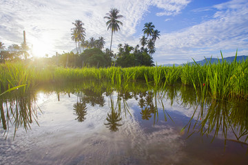 Morning sunlight in a green paddy field .