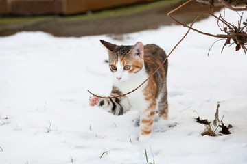 Portrait of  nice kitten on snow