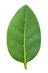 Fototapeta na wymiar Pomegranate leaf isolated with clipping path