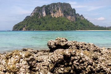 seashells on the seashore reefs in the Andaman Sea