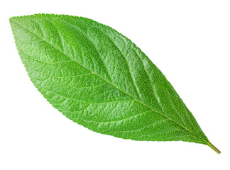 Plum leaf isolated  with clipping path