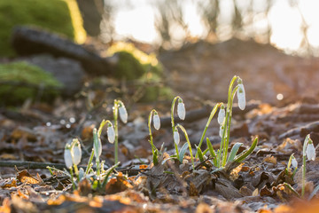 Snowdrop flower (Galanthus nivalis) in the frosty sunny forest