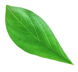 Obraz premium Plum leaf isolated with clipping path
