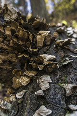 Mushrooms