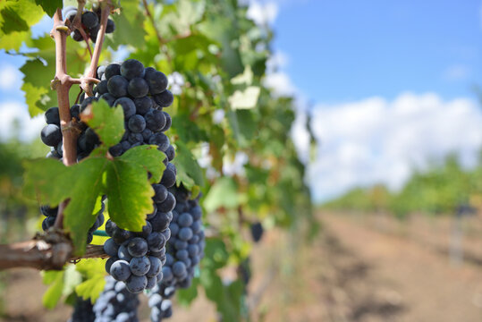 uva grappolo vigneto uva nera
