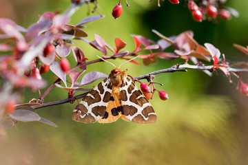 Obraz premium Tygrysica ogrodowa (Arctia caja) na krzaku