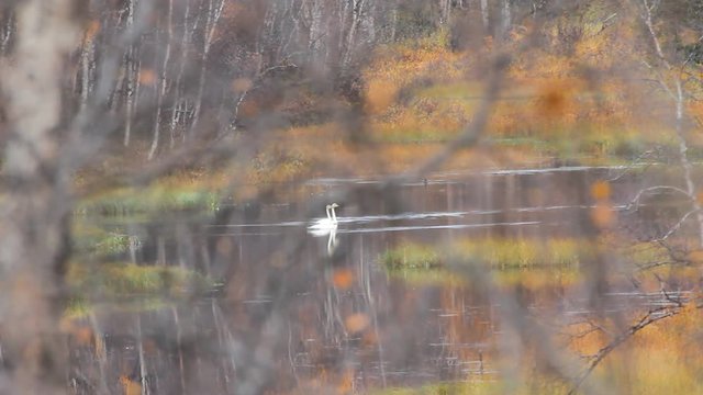 Spring in taiga. Pair of whooper swan (Cygnus cygnus) on peaceful wooded river. Birds are cautious and film made through mesh of branches
