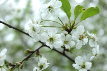 Blossoming cherry tree. Selective focus.
