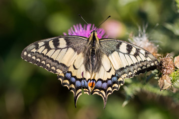 closeup view of Old World swallowtail (Papilio machaon)