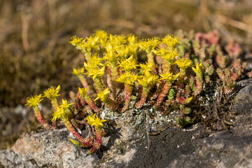 Goldmoss stonecrop (Sedum acre) on limestone rock