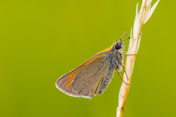 Small skipper (Thymelicus sylvestris) on grass stalks