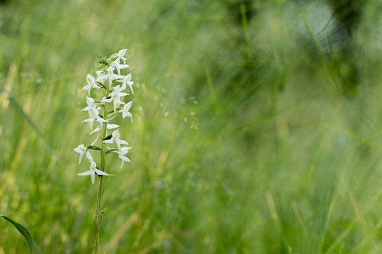 lesser butterfly-orchid (Platanthera bifolia) in grass