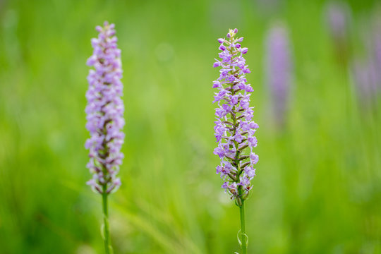 Bloom of orchid gymnadenia densiflora