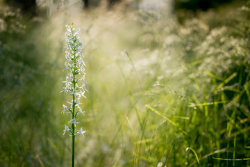 lesser butterfly-orchid (Platanthera bifolia) at sunrise in backlight