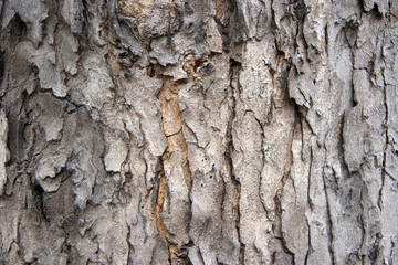 texture of dry tree bark. Close up of brown and gray tree surface with day light for background texture.