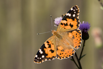 Closeup view of painted lady (Vanessa cardui)
