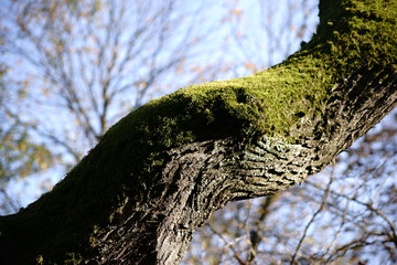 Moosbewachsener Baumstamm  / Die Nahaufnahme eines mit Moos bewachsenen Baumstammes.