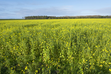 yellow flowers of mustard seed in field with blue sky